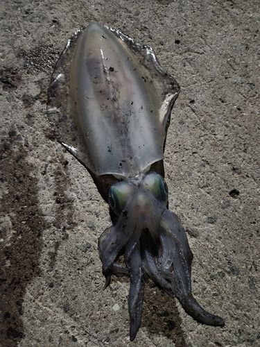 イカの釣果