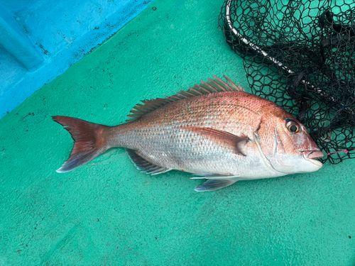 タイの釣果