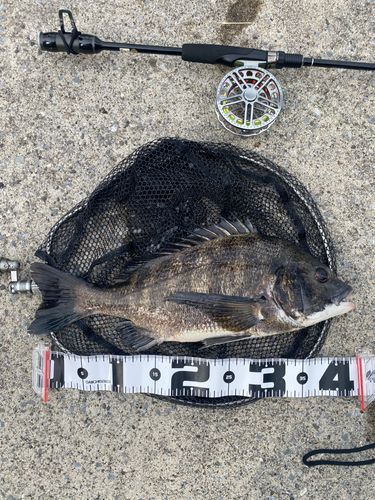 チヌの釣果