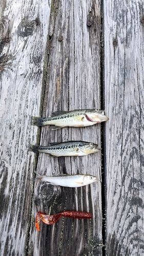 釣果
