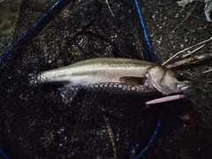 フッコ(マルスズキ)の釣果