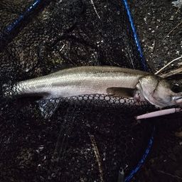 フッコ（マルスズキ）