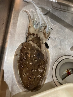 モンゴウイカの釣果