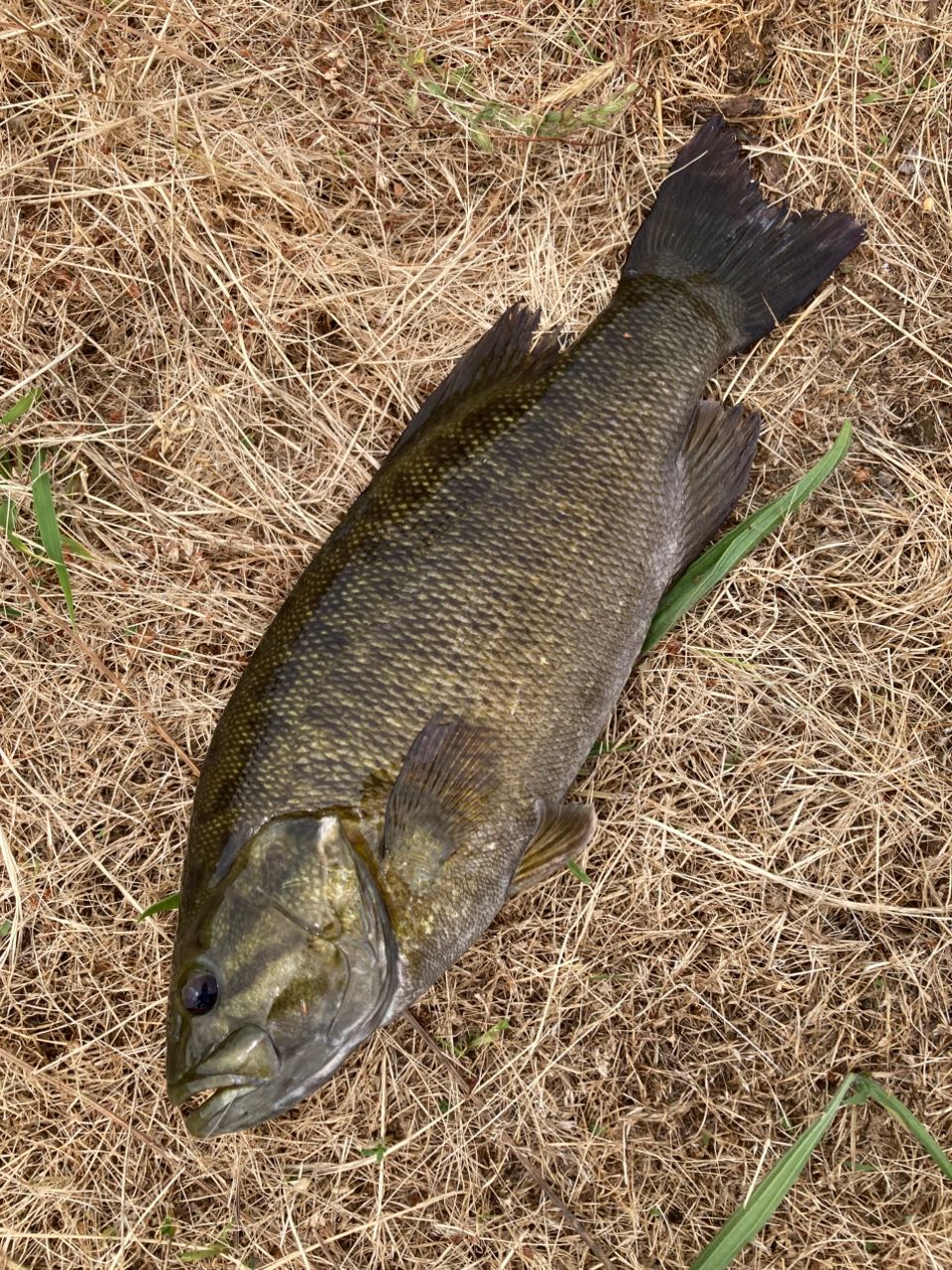 スモールマウスバス