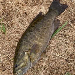 スモールマウスバス