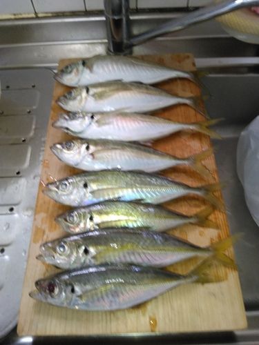 アジの釣果