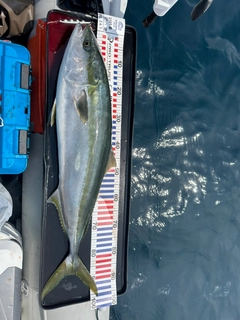 ブリの釣果