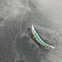 サバ