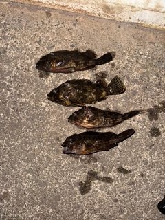 カサゴの釣果