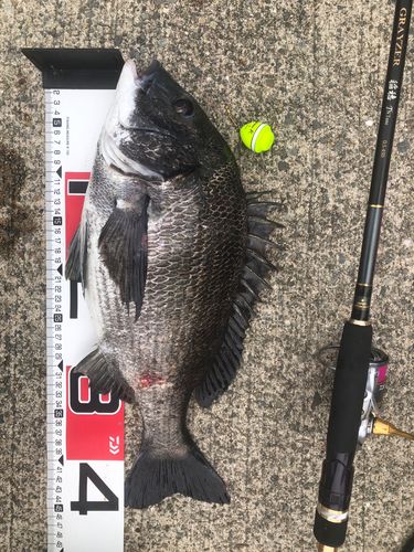 チヌの釣果