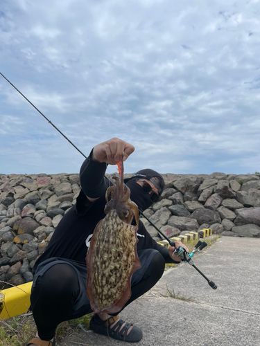 モンゴウイカの釣果