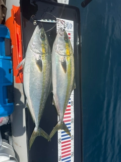 ハマチの釣果
