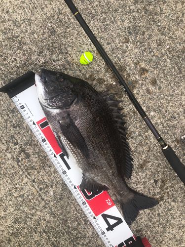 チヌの釣果