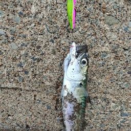 カサゴ