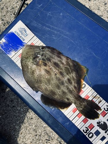 カワハギの釣果