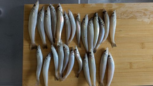 キスの釣果