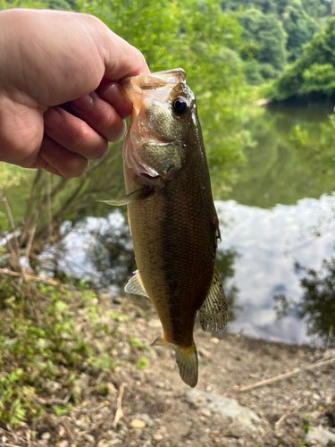ラージマウスバスの釣果