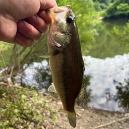 ラージマウスバス