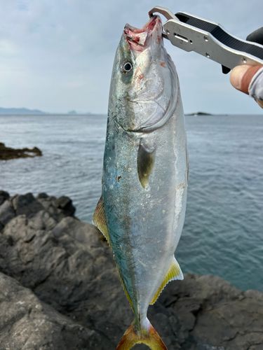 ヤズ