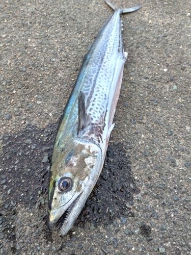サワラの釣果
