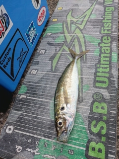 マルアジの釣果