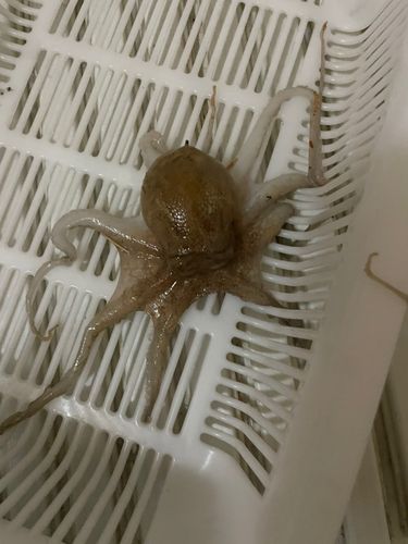 イイダコの釣果