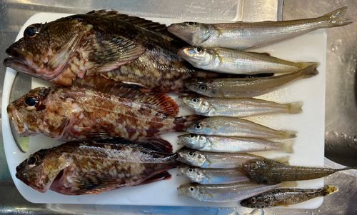 カサゴの釣果