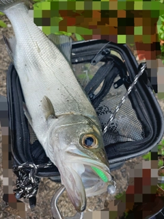 ヒラスズキの釣果