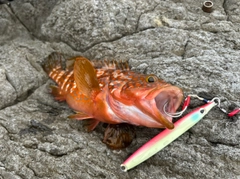 キジハタの釣果