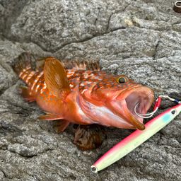 キジハタ
