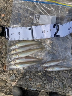 シロギスの釣果