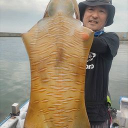 アオリイカ