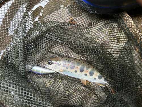 アマゴの釣果
