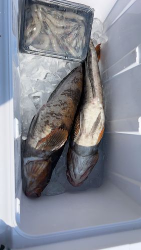 アイナメの釣果