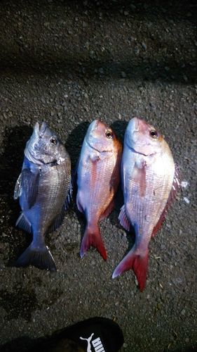 タイの釣果