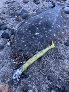 ソゲの釣果