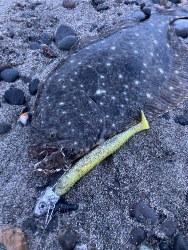 ソゲの釣果