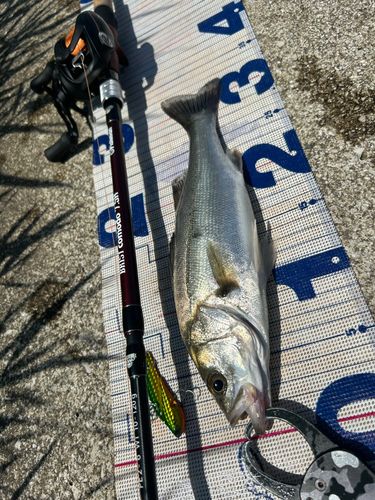 シーバスの釣果