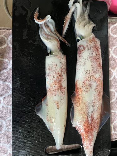 ケンサキイカの釣果