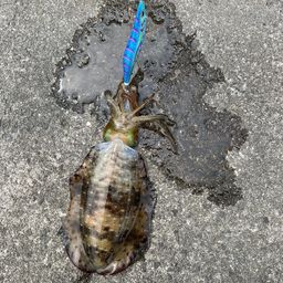 アオリイカ