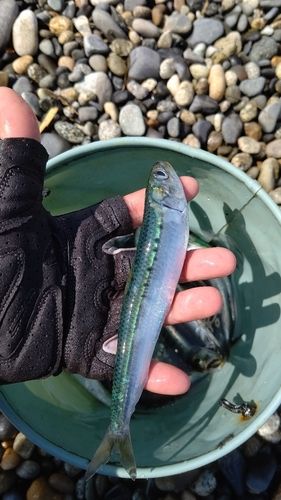 マイワシの釣果