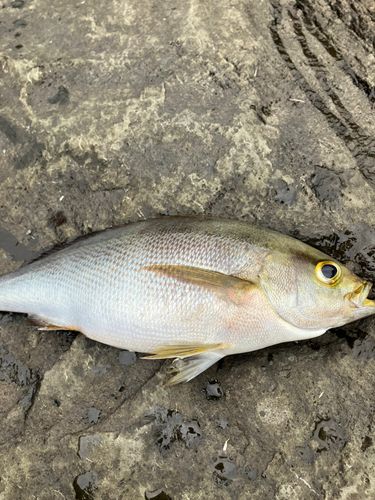 釣果
