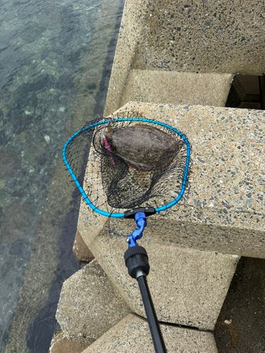 コウイカの釣果