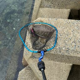 コウイカ