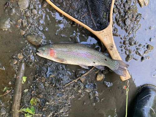 ニジマスの釣果