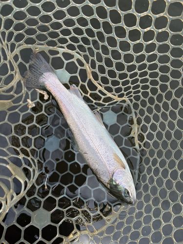 レインボートラウトの釣果