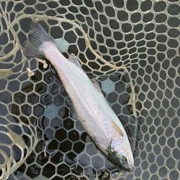 レインボートラウト