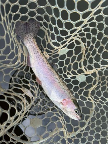 レインボートラウトの釣果