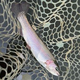 レインボートラウト