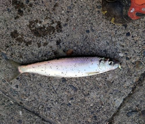 ニシンの釣果